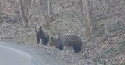 Niedźwiedzia rodzina przy drodze powiatowej. Przypadkowe spotkanie w Bieszczadach