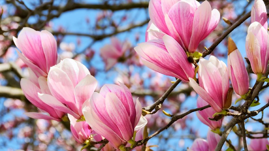 Różowe magnolie