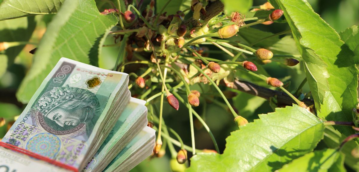 Dopłata dla sadowników po przymrozkach 2025. Dla nielicznych