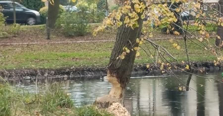 Urząd Gminy Nowy Duninów proponuje odstrzał bobrów?