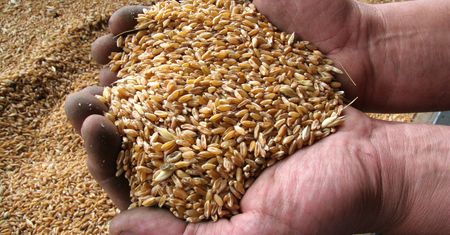 1,5 mln zł za import zboża z Ukrainy. "Fałszował kraj pochodzenia"