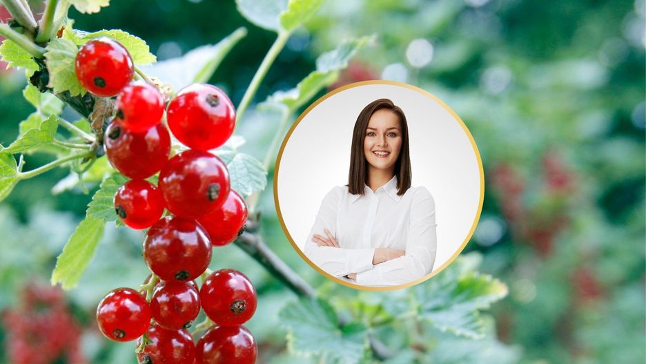 Najmocniej ucierpieli m.in. plantatorzy owoców, straty widać w uprawach porzeczek i malin.