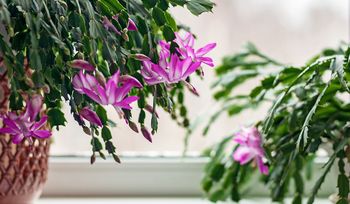 Uratujesz kwiat. Nie zapomnij zrobić tego z grudnikiem w kwietniu