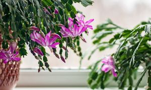 Uratujesz kwiat. Nie zapomnij zrobić tego z grudnikiem w kwietniu