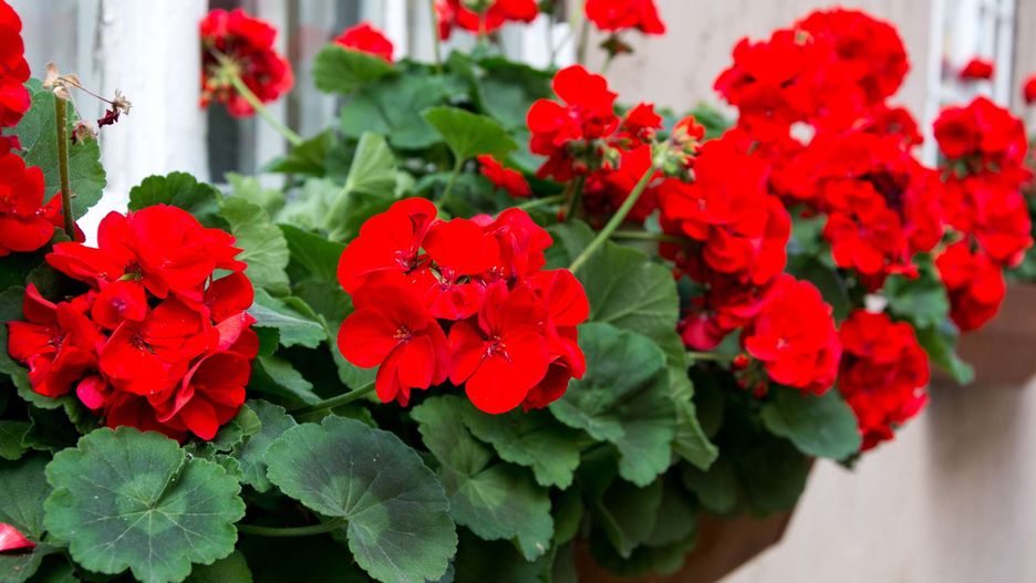 Pelargonie lubią słońce i potrzebują co najmniej 5 godzin światła