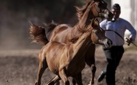 Duże zmiany w polskich stadninach koni arabskich. Nie będą już spółkami Skarbu Państwa