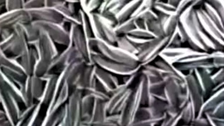 Psychotest ze słonecznikiem