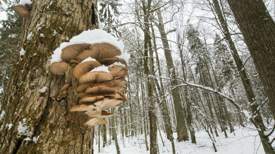 Boczniak ostrygowaty