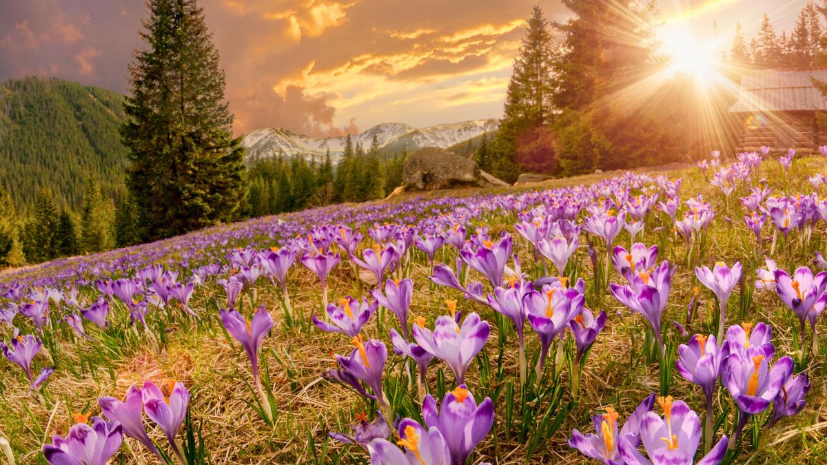 Krokusy w Tatrach