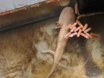Świętochłowice: Ambystoma meksykańska w opuszczonym mieszkaniu