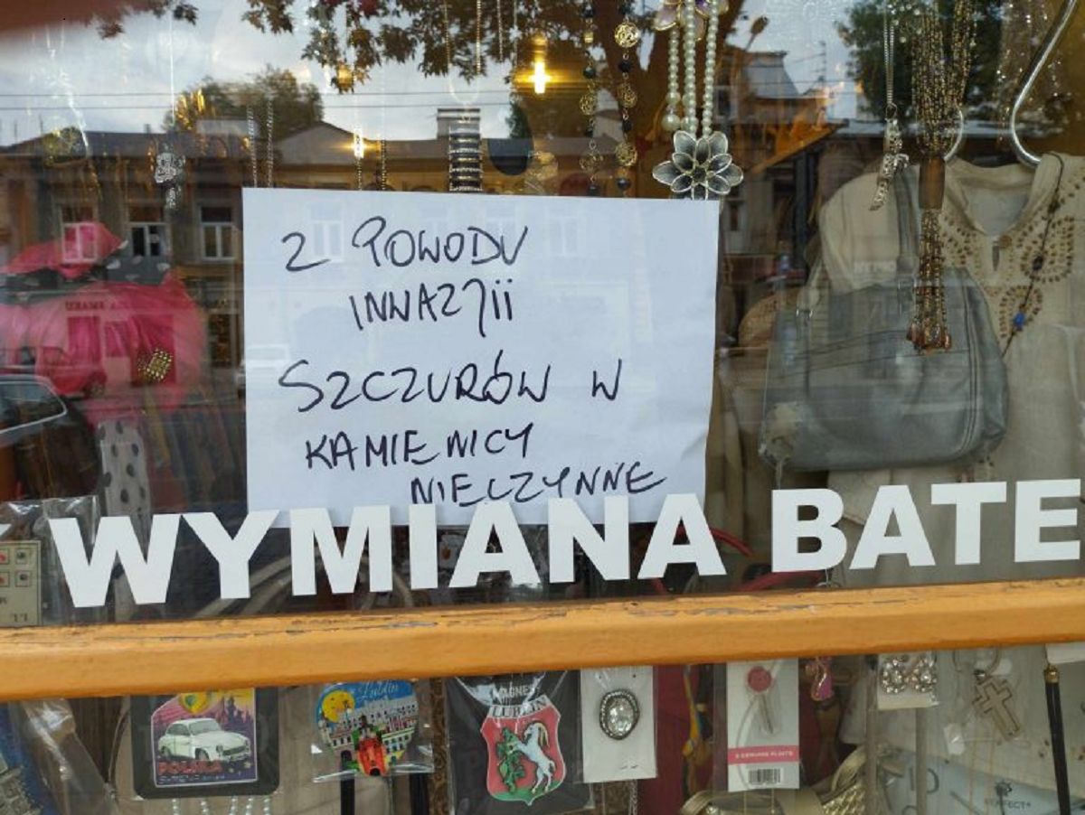 Straty idą w tysiące złotych. Zamknął sklep z powodu inwazji szczurów w kamienicy