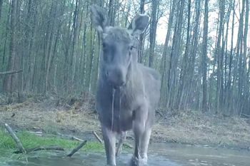 Wyszedł prosto przed kamerę. "Spotkanie z olbrzymem"