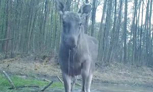 Wyszedł prosto przed kamerę. "Spotkanie z olbrzymem"