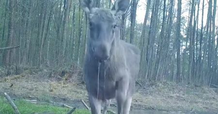Wyszedł prosto przed kamerę. "Spotkanie z olbrzymem"
