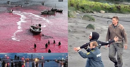 Kolejna rzeź delfinów na Wyspach Owczych! (Uwaga: DRASTYCZNE ZDJĘCIA)