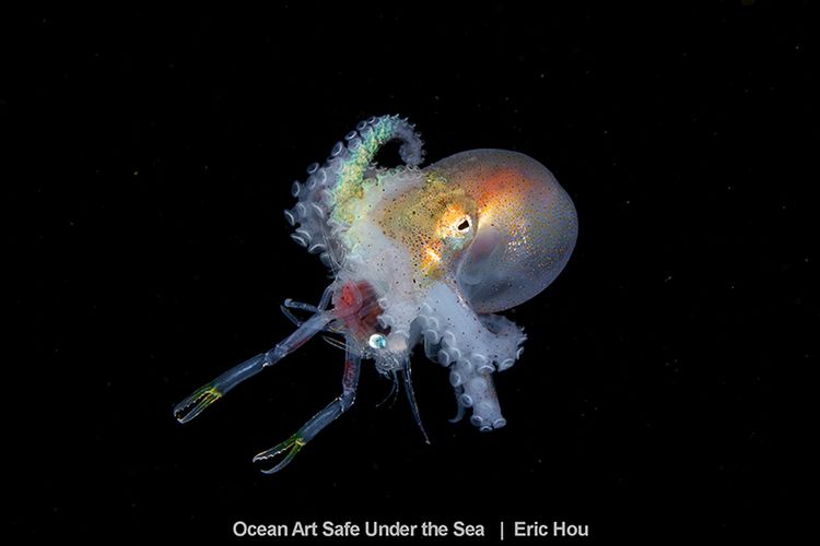 Najlepsze zdjęcia oceaniczne w konkursie Safe Under the Sea 11