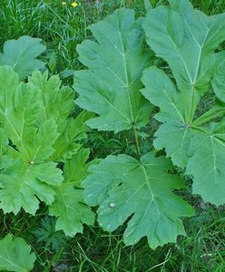 Wrocław. Trwa usuwanie barszczu Sosnowskiego. Rośliny mogą stanowić zagrożenie dla zdrowia i życia