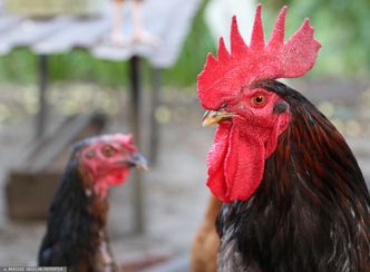 Polscy producenci drobiu komentują umowę Polski z Chinami. "Otwiera rynek"