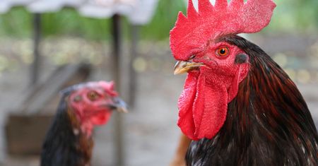 Polscy producenci drobiu komentują umowę Polski z Chinami. "Otwiera rynek"