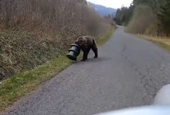 Koszmar niedźwiedzia w Tatrach. Błąkał się tak przez 17 dni