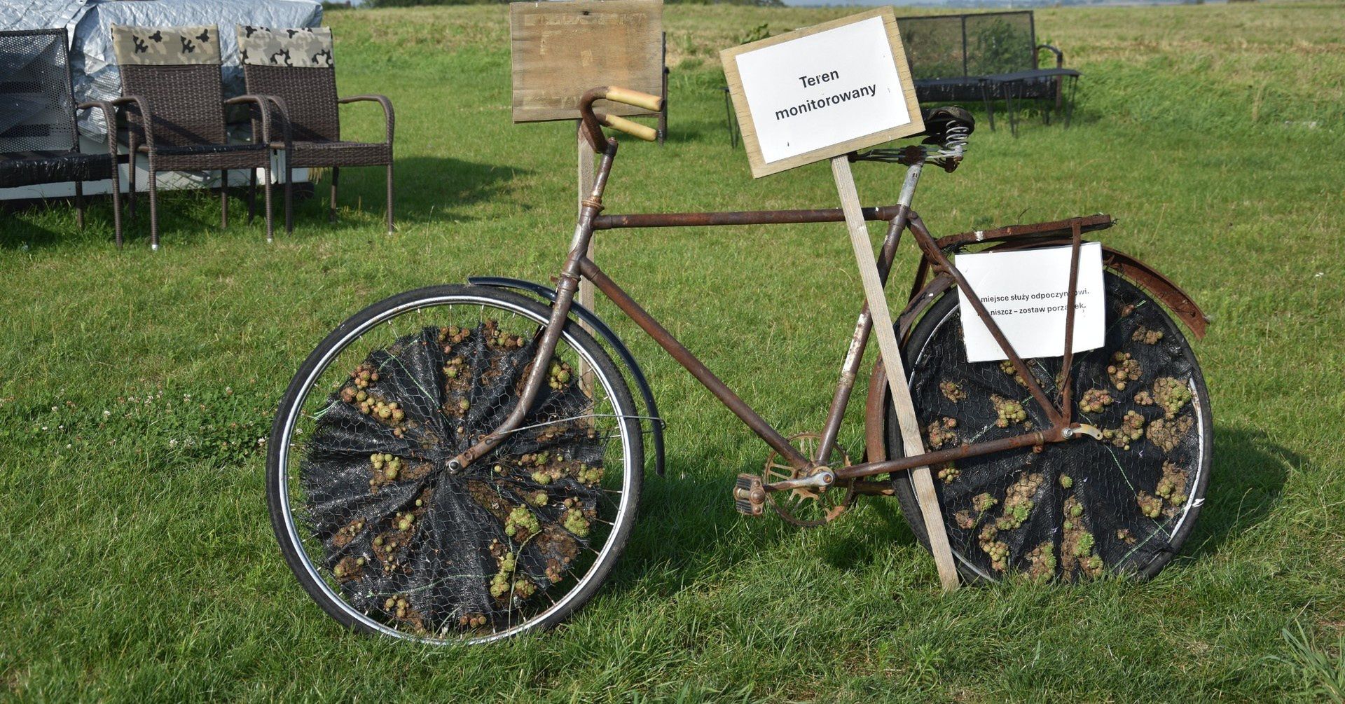 Zabytkowy rower na działce Agaty i Jana Szymkiewiczów to jedna z osobliwości proszowickiego odcinka EuroVelo 11