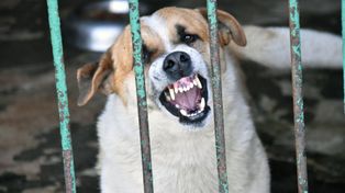 Częstochowa: Pies pogryzł 50-latkę. Właściciel zwierzęcia był pijany