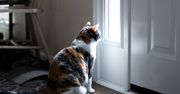 Jak długo kot może zostać sam w domu? Możesz się zdziwić