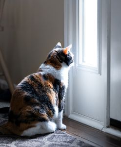 Jak długo kot może zostać sam w domu? Możesz się zdziwić
