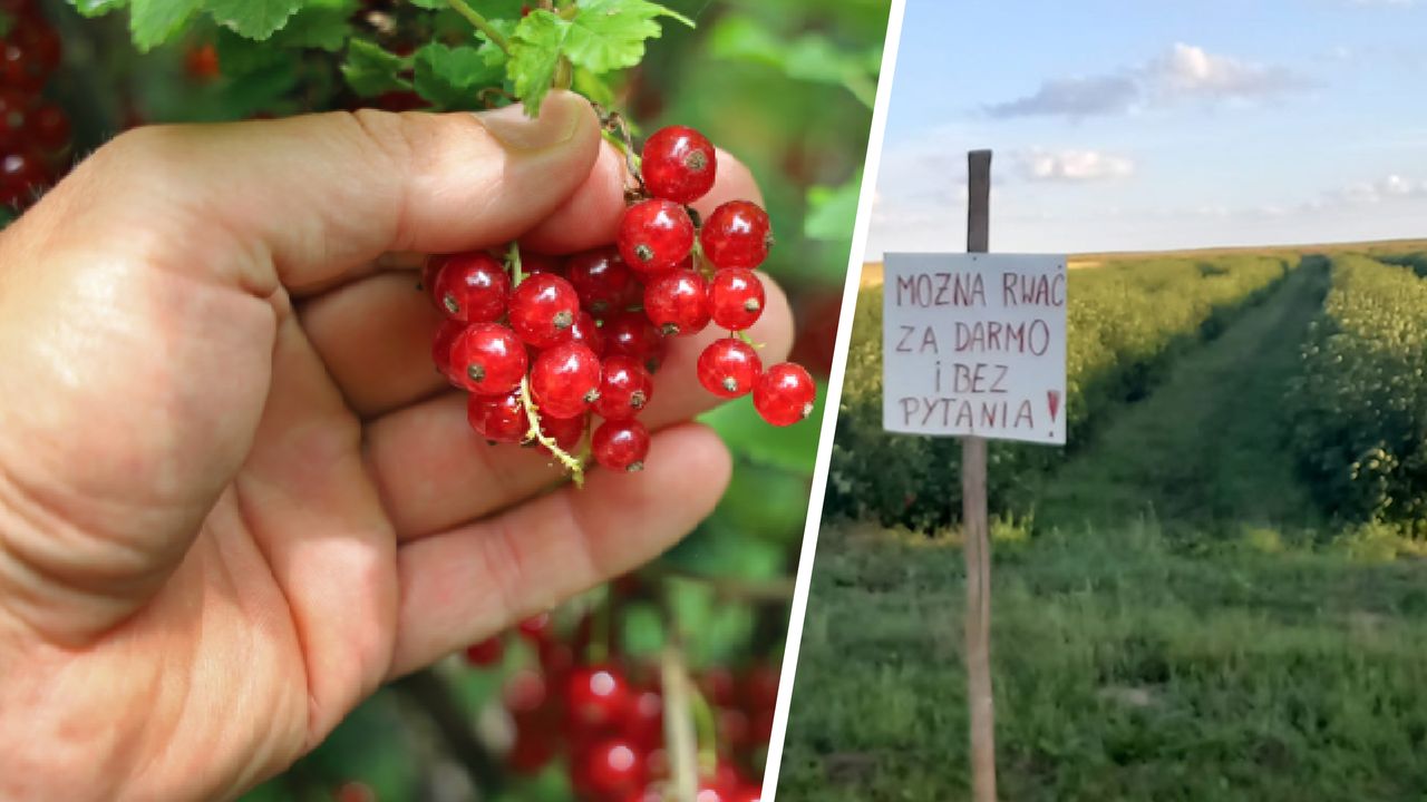 "Rwać, nie pytać". Plantator wyjaśnia, co się kryje za dramatyczną promocją na porzeczki