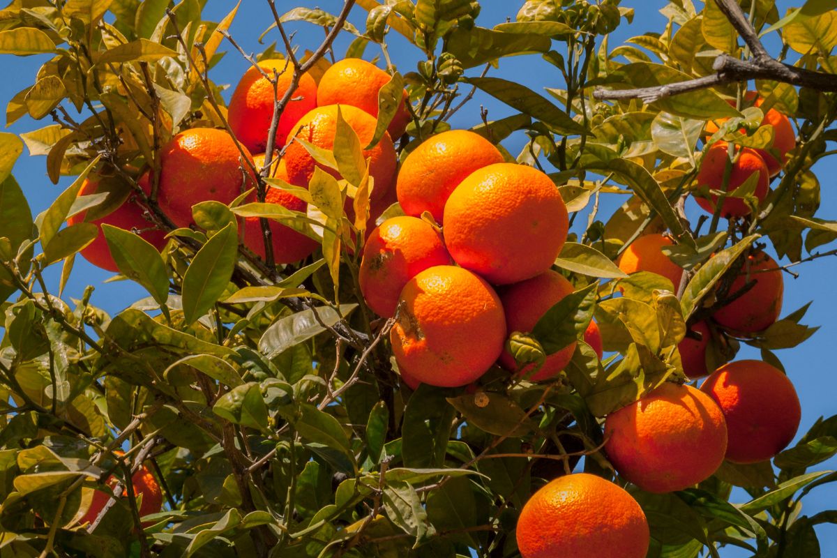 Clementines like warmth, which is why they are grown in places like Africa and California.