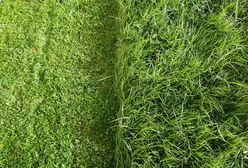 Sprawdzone sposoby na szybkie założenie trawnika