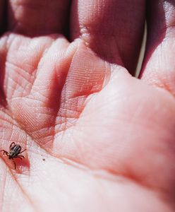 Odpowiednia dieta, sprawi, że kleszcze będą cię omijać? Wyjaśnijmy to raz na zawsze