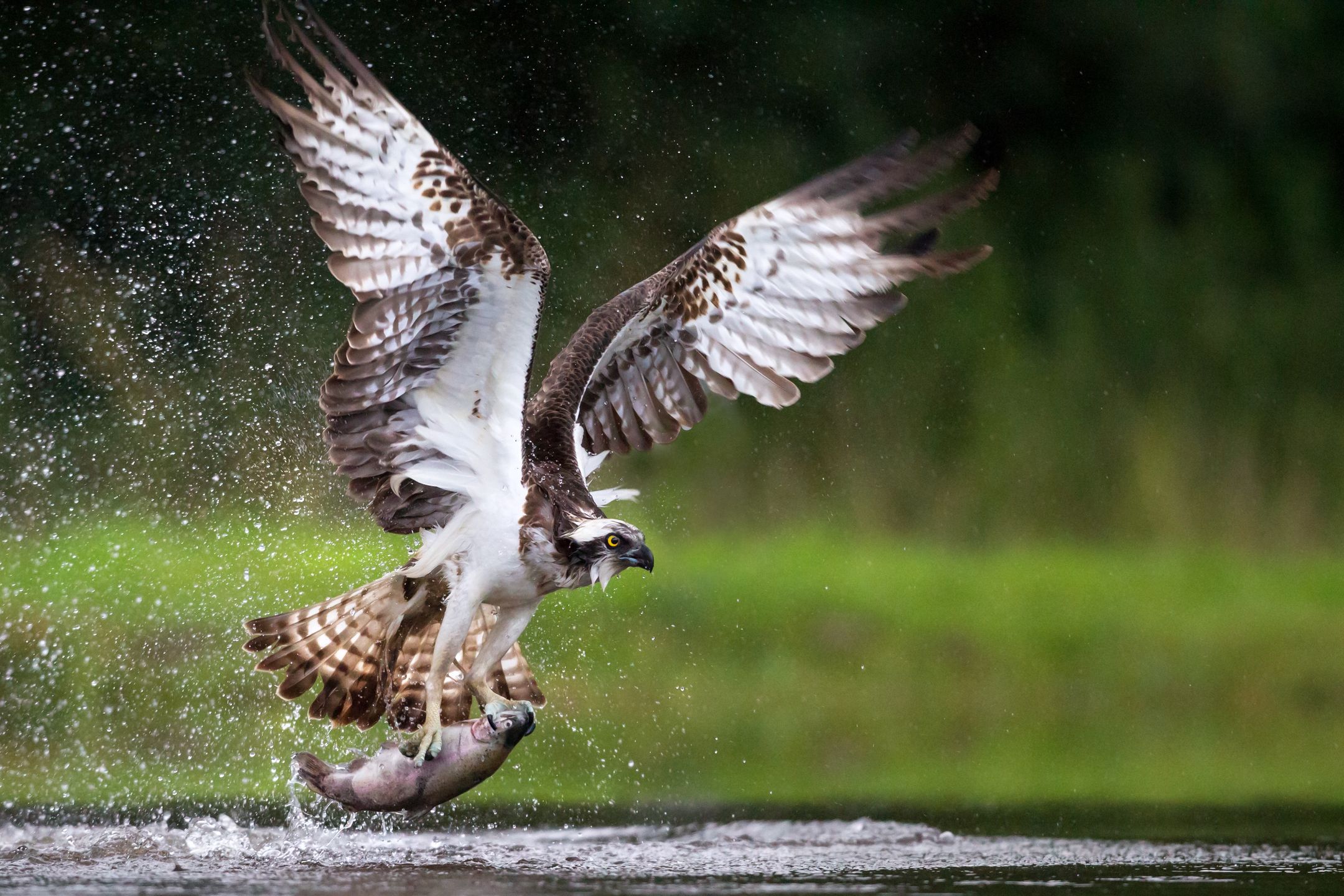 Mark Medcalf
osprey, fishing, hunting, scottish, loch, scotland, bird of prey, trout, fish, wings, talons, nature, wildlife