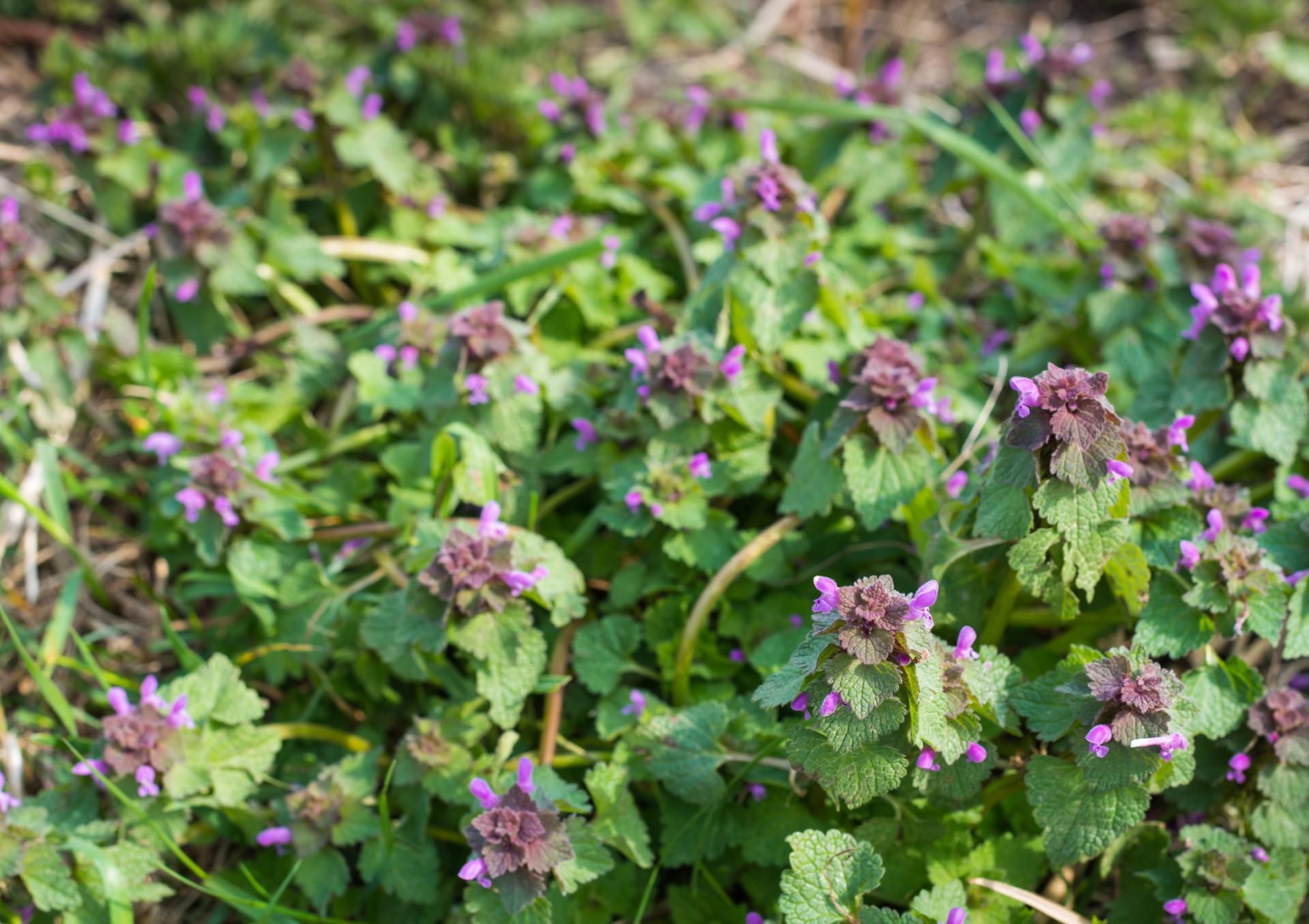 Kurdybanek ma wiele zdrowotnych właściwości