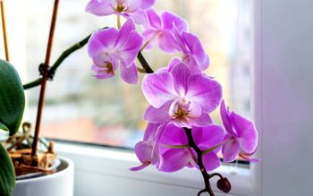 Podlej tym raz na 2 tygodnie. Storczyk będzie uginać się od kwiatów