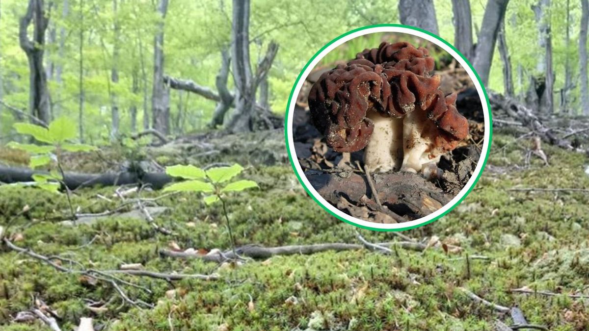 Niepozorna, ale niebezpieczna. Leśnicy ostrzegają przed trującym