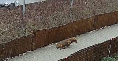 W krzakach znaleziono ciało psa. Zwyrodnialec skatował zwierzę na śmierć