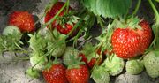 "Pijacki trik" na truskawki. Plony będą rekordowe