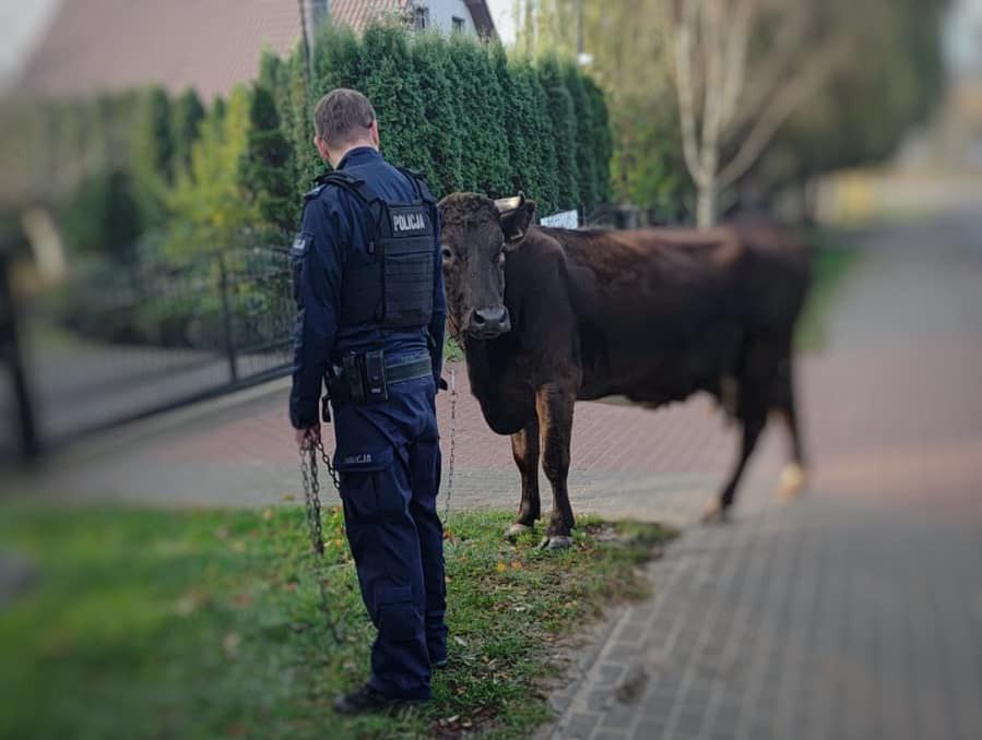 Niecodzienne spotkanie na drodze