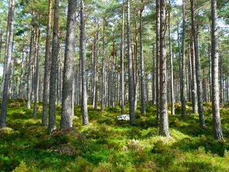 Resort środowiska twierdzi, że sadzimy 30 mld drzew rocznie. Policzyliśmy