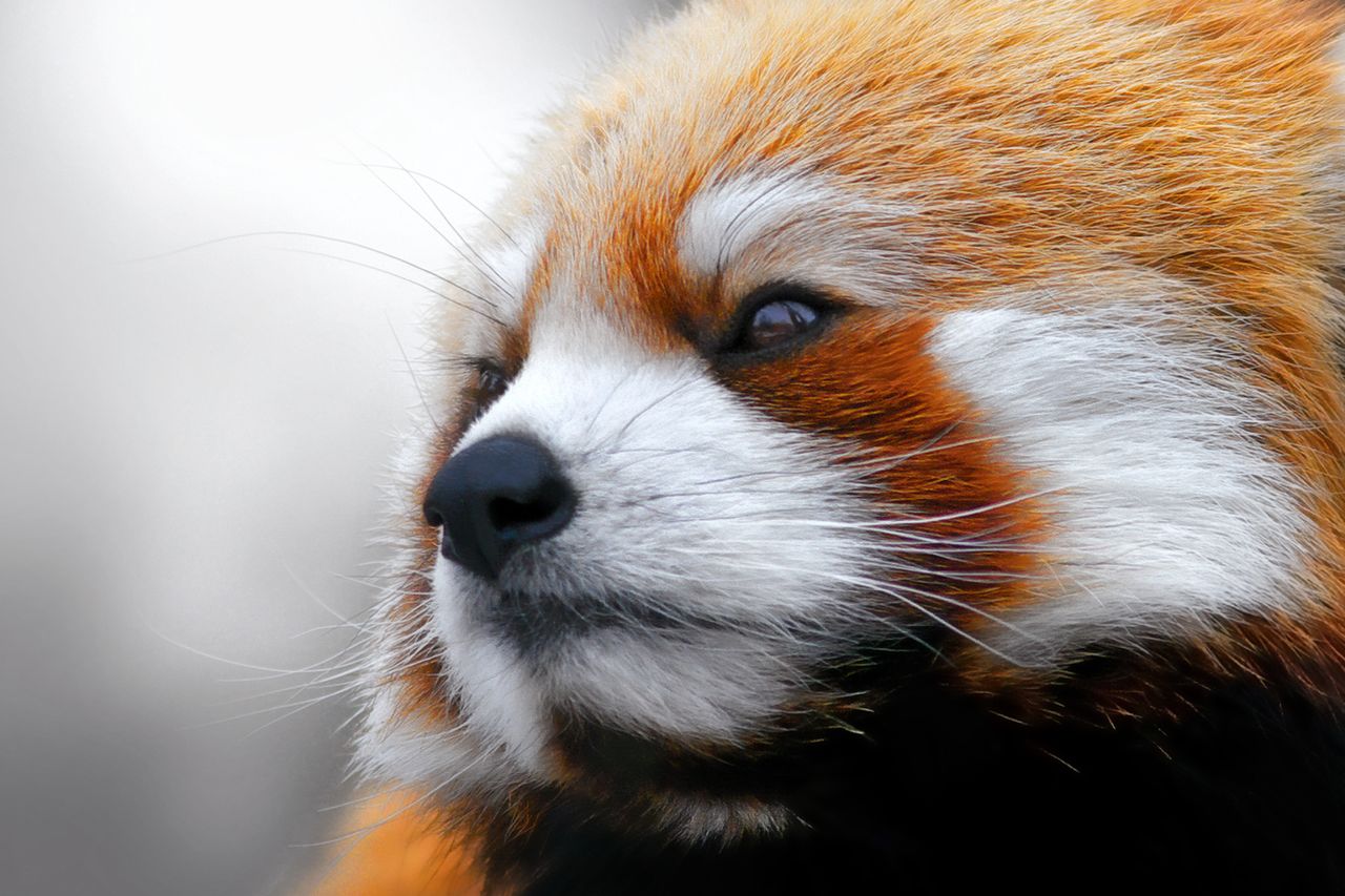 Firefox 33 to znacznie większa responsywność i szybszy JavaScript