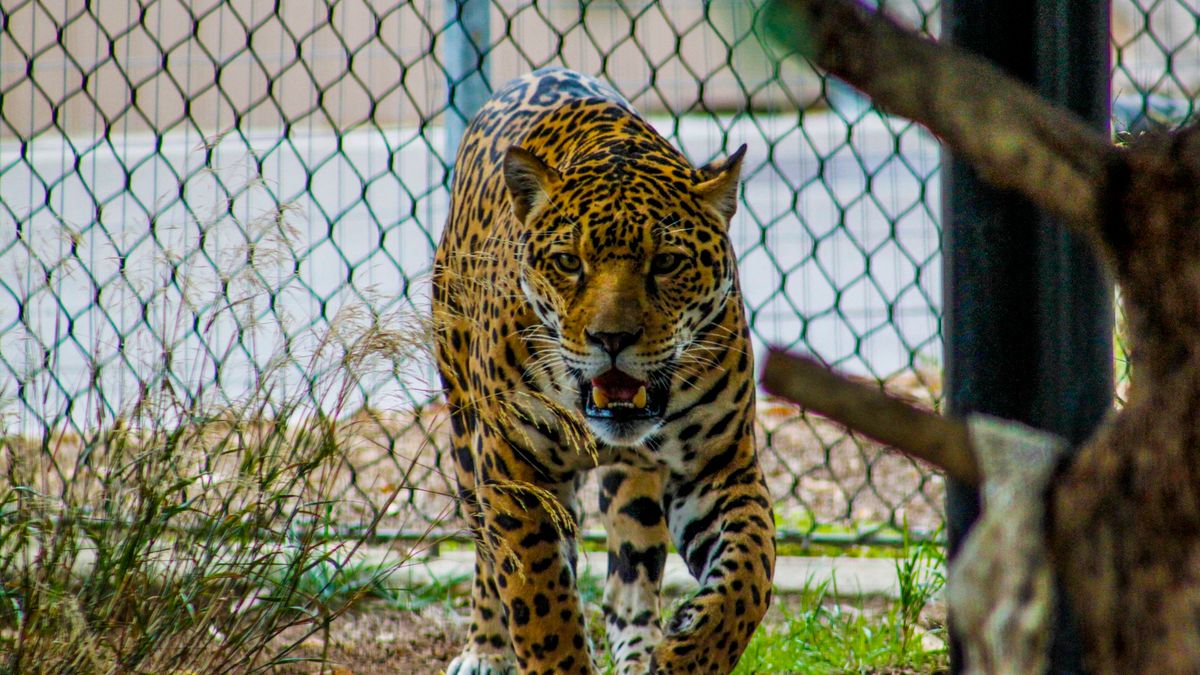 Chciała zrobić selfie z jaguarem, była o krok od śmierci 1
