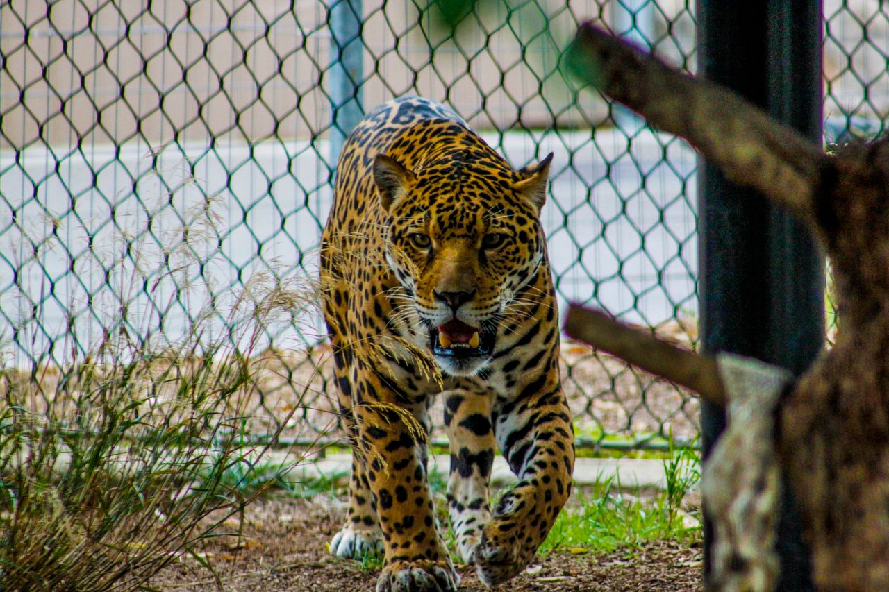 Chciała zrobić selfie z jaguarem, była o krok od śmierci