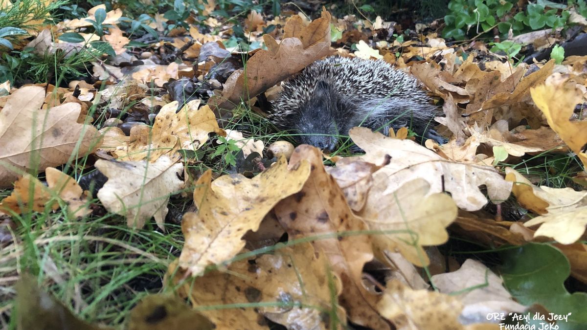 Pojawił się pilny apel ws. jeży