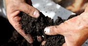 Bujne rośliny za sprawą naturalnego nawozu. Efekt cię zadziwi
