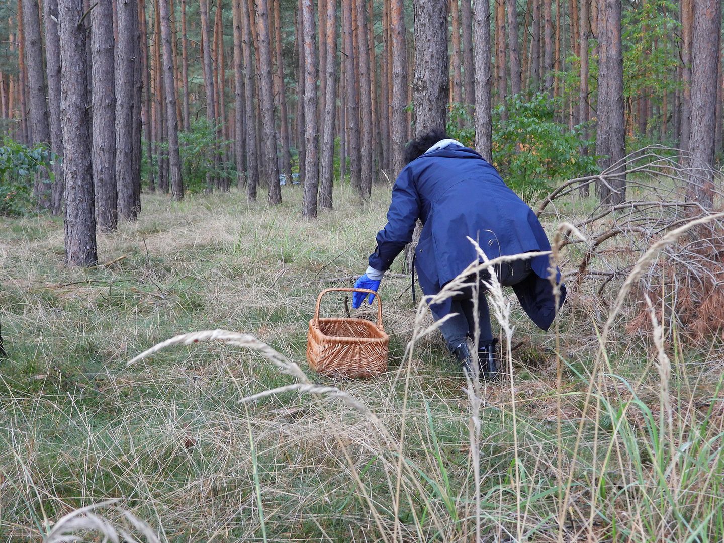 Pani Magda poszła na grzyby. Okropny ból. Cztery tygodnie na wózku inwalidzkim