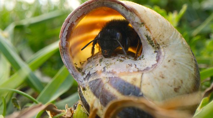 Sekretne życie pszczół