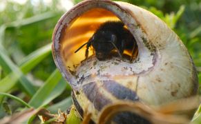 National Geographic Sekretne życie pszczół