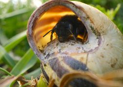 National Geographic Sekretne życie pszczół