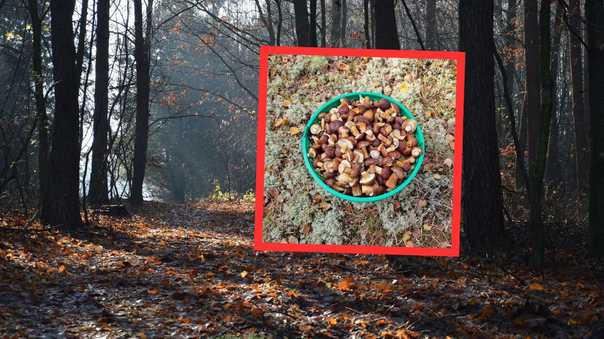 Całe wiadro podgrzybków. Grzybiarz chwali się w sieci